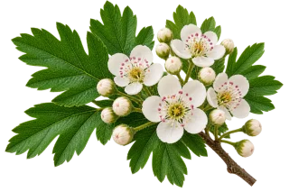 Hawthorne Leaf & Flower
