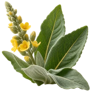 Mullein Leaf