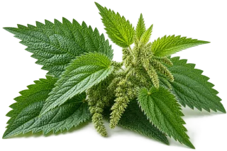 Nettle Leaf