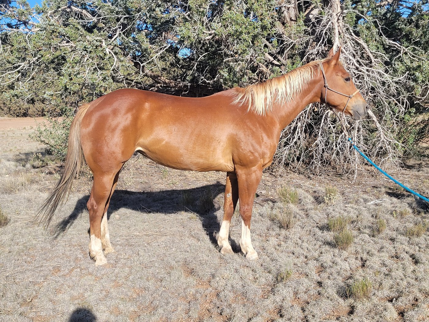 Bella after 60 days