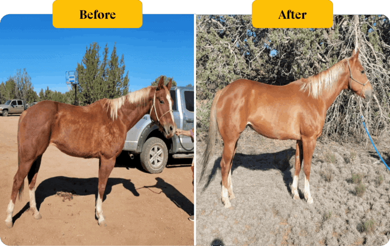 a before and after of a horse after victory all in one horse supplement